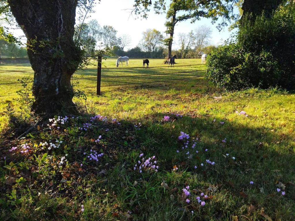Maison De Campagne Au Coeur D'Un Elevage De Poneys Connemara Le Landreau Extérieur photo